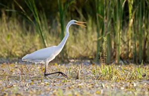 Great egret walks in a lake near the village of Karpavichi