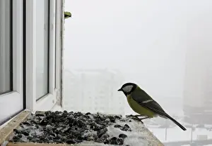 Belarus Prints: Great tit feeds at bird feeder at a window sill of an apartment in Minsk