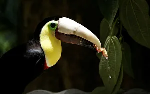 Costa Rica Prints: Grecia the toucan, which lost most of his upper beak in an attack