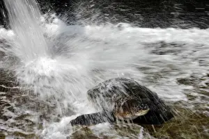 A green sea turtle is seen as water splashes next to it inside a pool at the Israeli
