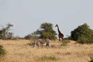 Kenya Prints: Grevys zebra grazes at the Mpala research centre in Laikipia County