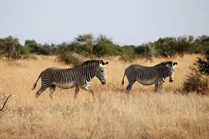 Kenya Prints: Grevys zebras graze at the Mpala research centre in Laikipia County