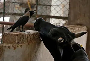 A grey crow and cow pictured in a Gaushala or cow sanctury in Barsana