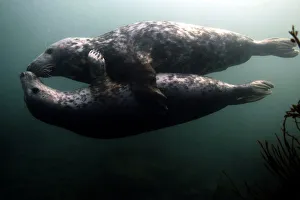 Grey seals play underwater by the Farne Islands off the Northumberland coast Grey seals play underwater by the Farne Islands off the Northumberland coast