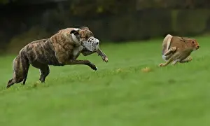 Trending: A greyhound chases a hare during a hare coursing meeting in Abbeyfeale