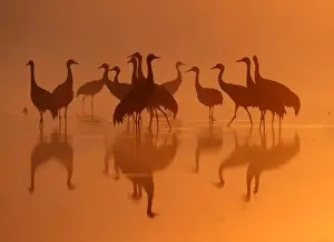 A group of Common Cranes gather in dawn light on their night-roost on a lake in