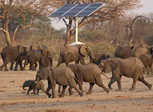 A group of elephants walk near a solar panel at a watering hole inside Hwange National
