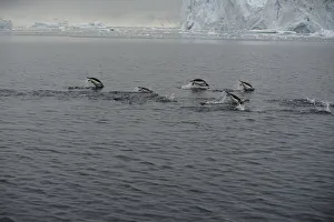 Climatechange Prints: A group of penguins swim in Andvord Bay, Antarctica