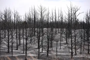 Oklahoma Prints: A grove of trees destroyed by the Rhea Fire is seen near Taloga, Oklahoma