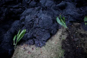 Hawaii Prints: Hawaiian ti leafs are left as an offering near the recent lava flow in the Leilani