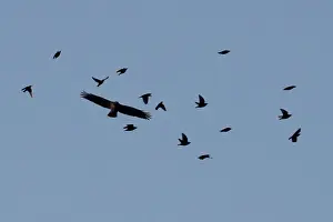 A hawk appears to tussle with a group of smaller birds near the White House in Washington