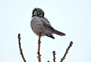 Belarus Prints: A hawk owl sits on a fir branch near the village of Vasilkova