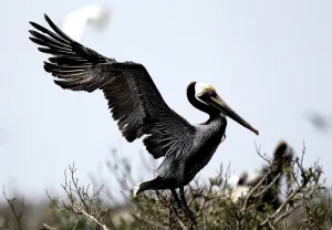 A healthy Brown Pelican spreads its wings at Cat Island in Barataria Bay near Myrtle Grove A healthy Brown Pelican spreads its wings at Cat Island in Barataria Bay near Myrtle Grove