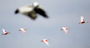 Healthy Roseate Spoonbills fly over Cat island in Barataria Bay near Myrtle Grove Healthy Roseate Spoonbills fly over Cat island in Barataria Bay near Myrtle Grove