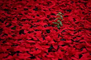 : Six hectares of traditional Christmas red Poinsettia flowers are prepared for wholesale