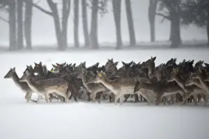 A herd of deer is seen traveling through heavy snow in woodlands in Dublin