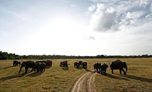 Sri Lanka Prints: A herd of wild elephants is seen at Kaudulla national park in Habarana