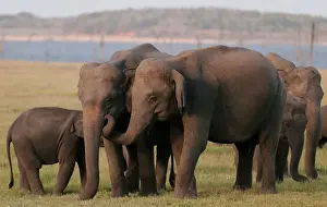 A herd of wild elephants is seen at Kaudulla national park in Habarana