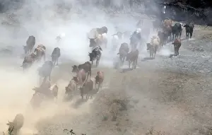 : A herdsman walks his cattle as they graze through a dust storm near the Olkaria