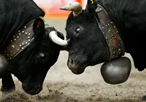 Swiss Prints: Two Herens cows lock horns during the qualification round of the annual Battle of
