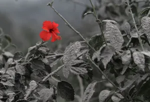 Hibiscus flower is seen on ash-covered plant at Mardingding village in Karo district Hibiscus flower is seen on ash-covered plant at Mardingding village in Karo district