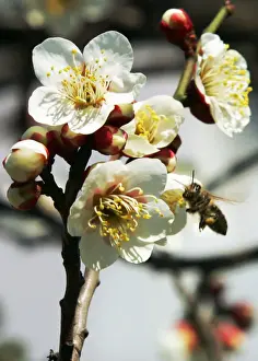 Honeybee collects nectar from blossoms of Japanese plum tree in Tokyo