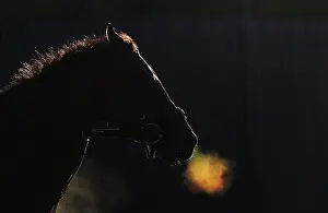 Animal Prints: A horse makes its way off the track after morning workouts at Belmont Park in Elmont