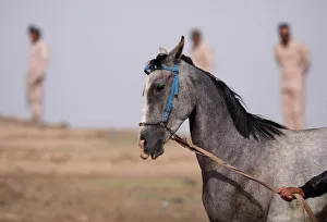Mideast Prints: A horse reacts during a festival in Qamishli