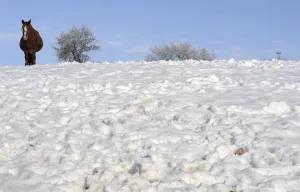 A horse walks after a snowfall in La Fresneda
