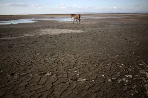 Images Dated 2016 March: A horse walks at Tisma lagoon, Nicaragua