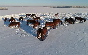 Environment Prints: Horses graze on a snow-covered field outside the village of Chesnoki