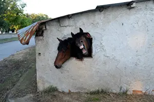 Horses look out a window of their stable near the village of Pontoiraklia