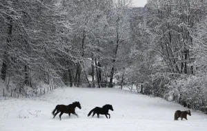 Horses run over snow covered field in Kaltenbach near Gummersbach Horses run over snow covered field in Kaltenbach near Gummersbach