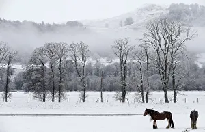 Prints of Horses stand in a snow covered field in Perthshire, Scotland November 29, 2015. REUTERS/Russell Cheyne TPX IMAGES OF THE DAY Britain Prints: Horses stand in a snow covered field in Perthshire, Scotland