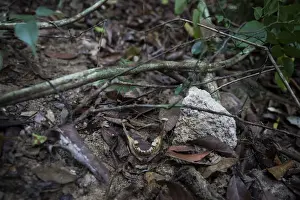 Human bones are seen near abandoned human trafficking camp in the jungle close