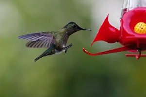 A humming bird is seen landing on a bird feeder at a public square in Santiago