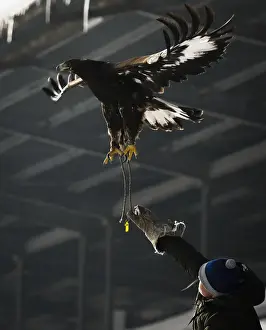 Kazakhstan Prints: A hunter releases his tamed golden eagle during an annual hunters competition at Almaty