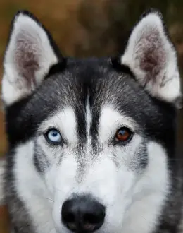 Scotland Prints: A husky with different coloured eyes is seen at the Aviemore Sled Dog Rally in Aviemore