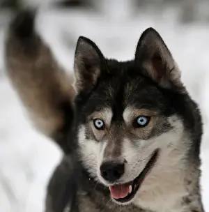 Scotland Prints: A Husky dog is tethered before practice for the Aviemore Sled Dog Rally in Feshiebridge