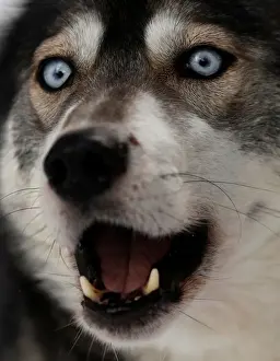 Scotland Prints: A Husky dog is tethered before practice for the Aviemore Sled Dog Rally in Feshiebridge
