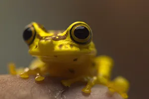 A Hypsiboas picturatus frog is pictured at the Jambatu Center for Research and Conservation