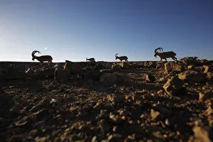 Prints of Ibexes roam on a cliff above the Ramon Crater in southern Israels Negev desert March 5, 2012. REUTERS/Amir Cohen (ISRAEL - Tags: ANIMALS ENVIRONMENT TPX IMAGES OF THE DAY) Israel Prints: Ibexes roam on a cliff in southern Israels Negev desert