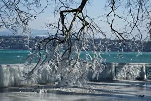 Weather Prints: Ice is pictured on a barrier and a tree during a windy winter day near Lake Leman in