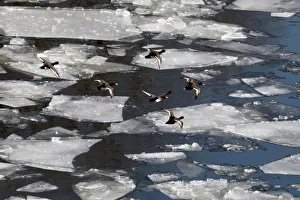 Germany Prints: Ice is seen on the river Spree in Berlin