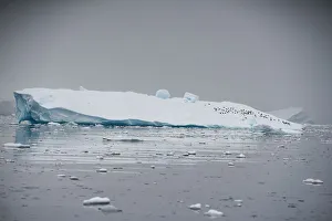 Climatechange Prints: An iceberg floats in Andvord Bay, Antarctica