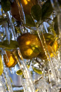 Weather Prints: Icicles hang from an orange tree after it was sprayed with water throughout the night in
