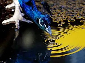 Indian peacock drinks from puddle as it roams in Sydneys Taronga Zoo