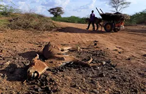 An internally displaced man from drought hit area wheels his cart as he past a dead