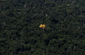 An ipe (lapacho) tree is seen in this aerial view of the Amazon rainforest near Novo