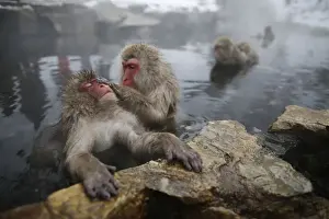 Japan Prints: Japanese Macaques groom each other in a hot spring at a snow-covered valley in Yamanouchi